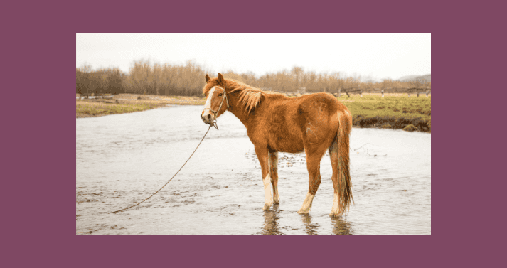 horses