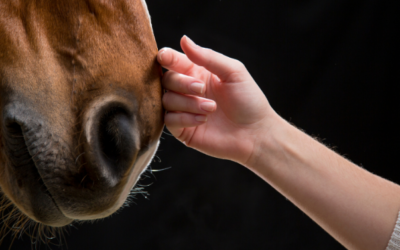 Motivational Interviewing and The Horse Whisperer