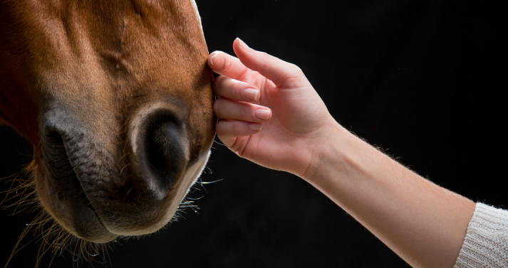 Motivational Interviewing and The Horse Whisperer