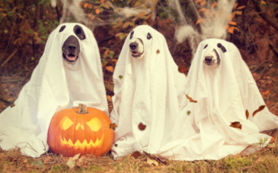MI & Halloween: Use MI to Avoid Sugar Binge?