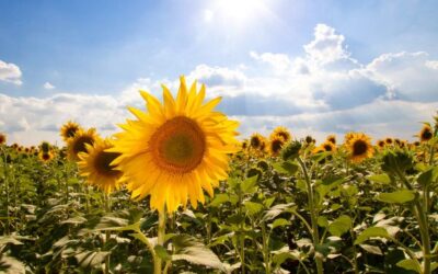 Is Help the Sunny Side of Control?