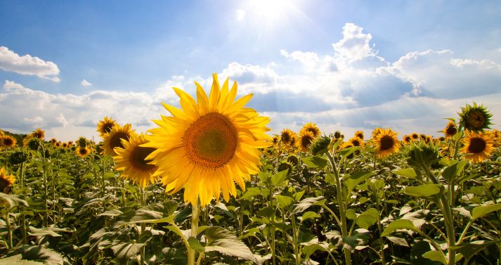 MI is Interested in Root Motivation